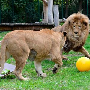 Fußball auf Löwisch.